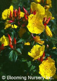 Oenothera tetragona                               